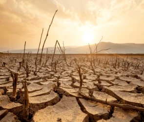 dead trees on parched soil