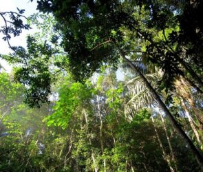 Tree planting in the Philippines