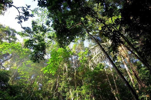 Tree planting in the Philippines